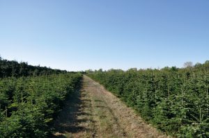 La société - Pépinières Grange, producteur de sapin de noël