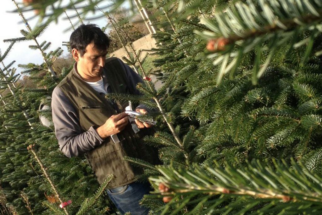 SAPIN DE NOËL : Pépinière GRANGE, Producteur de Sapins de Noël Français