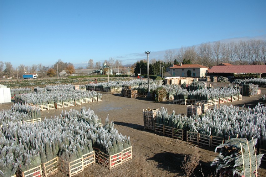 sapins de noël français - pépinière grange - zone de chargement