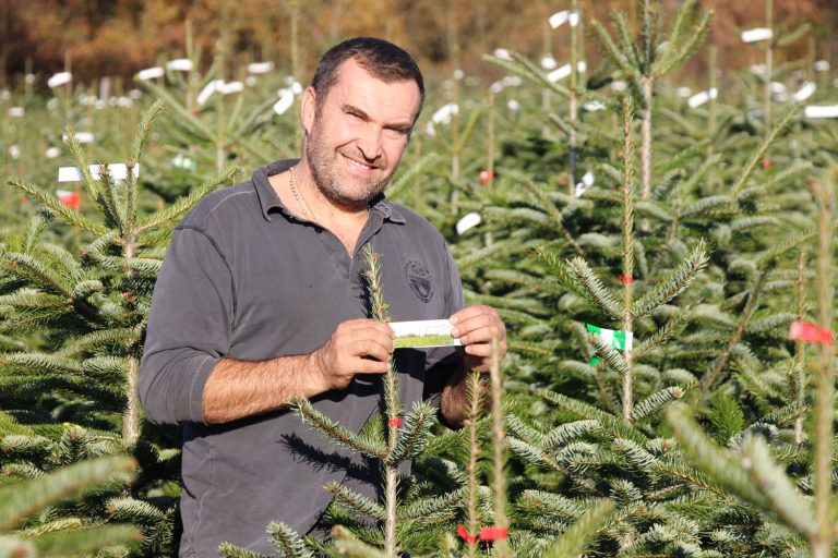 Qualité Pépinières Grange, producteur de sapin de noël