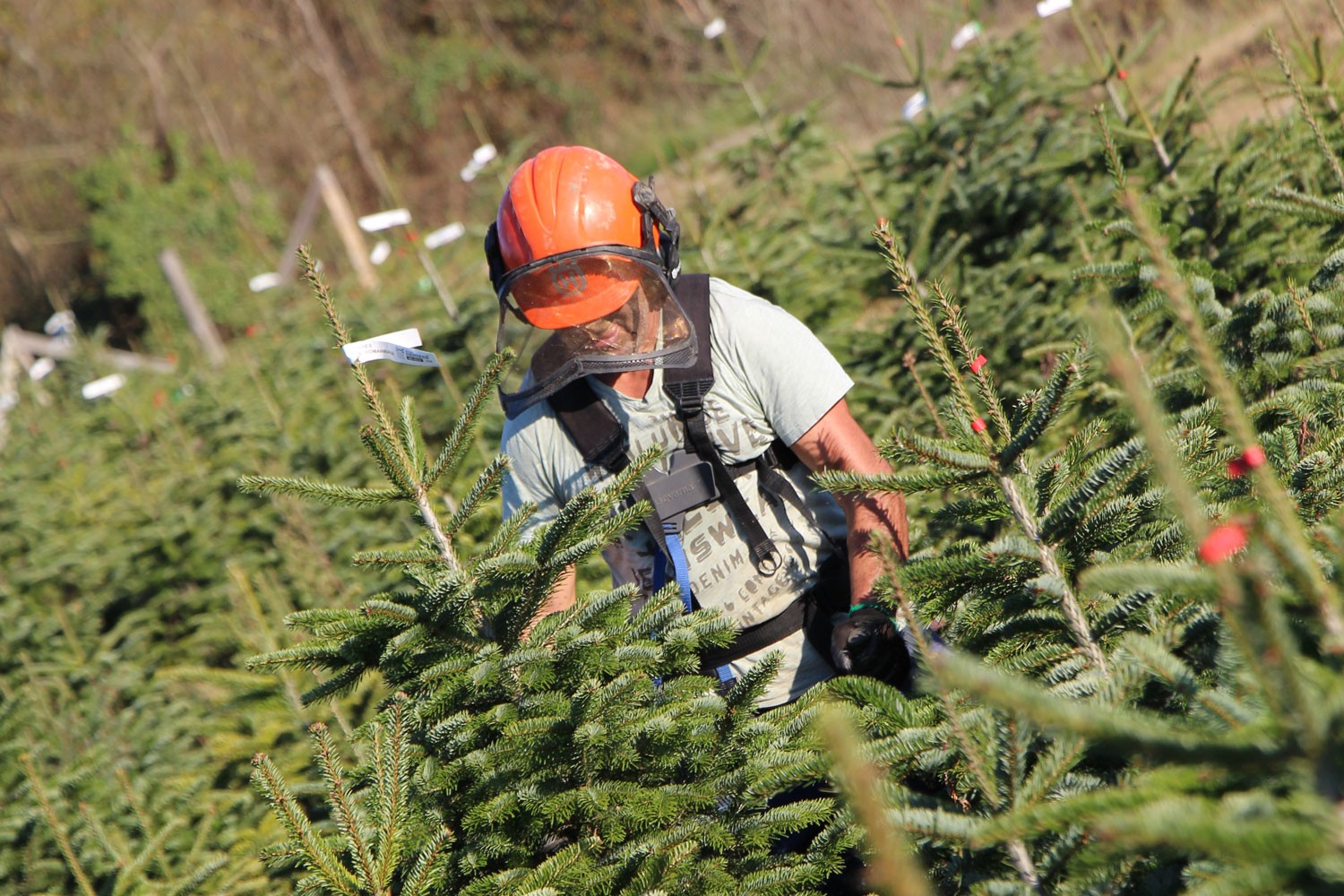 sapins de noël français - pépinière grange - marquage étiquette