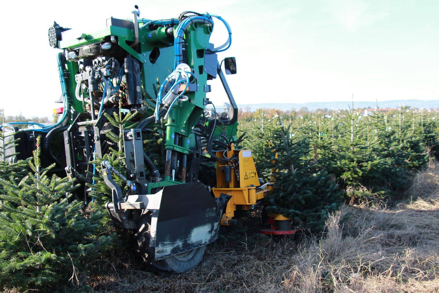 sapins de noël français - pépinière grange - coupe machine