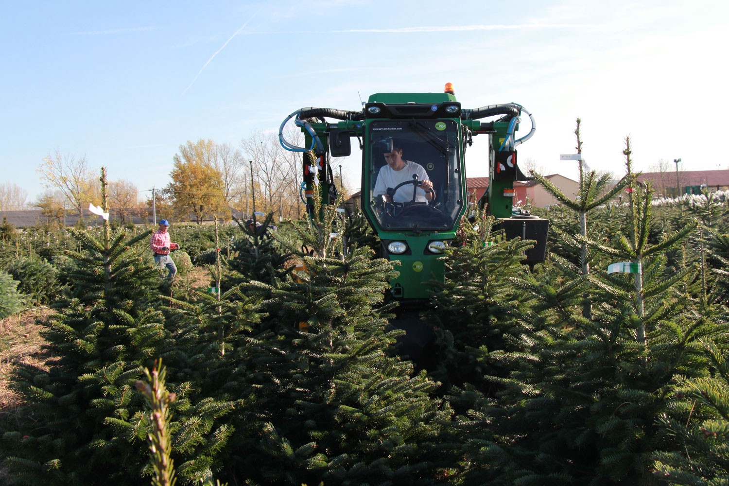 sapins de noël français - pépinière grange - coupe des sapin nordmann