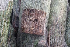 SAPIN DE NOËL : Pépinière GRANGE, Producteur de Sapins de Noël Français