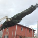 sapins de noël français - pépinière grange - chargement gros sujets