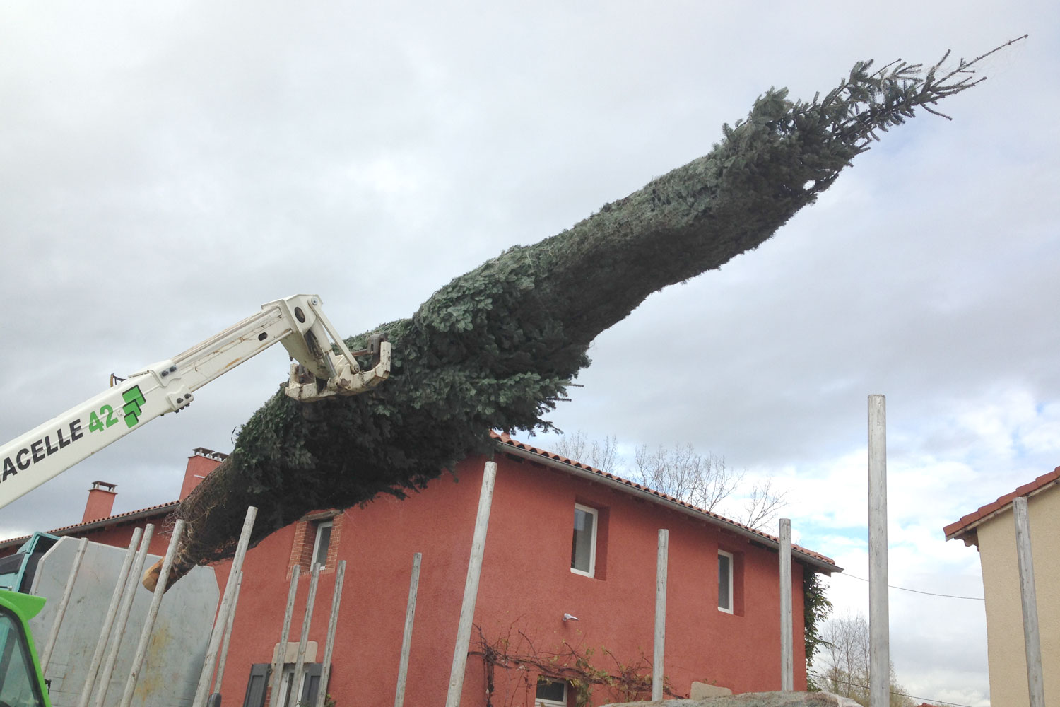 sapins de noël français - pépinière grange - chargement gros sujets