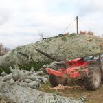 sapins de noël français - pépinière grange - chargement gros sujets