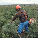 sapins de noël français - pépinière grange - coupe