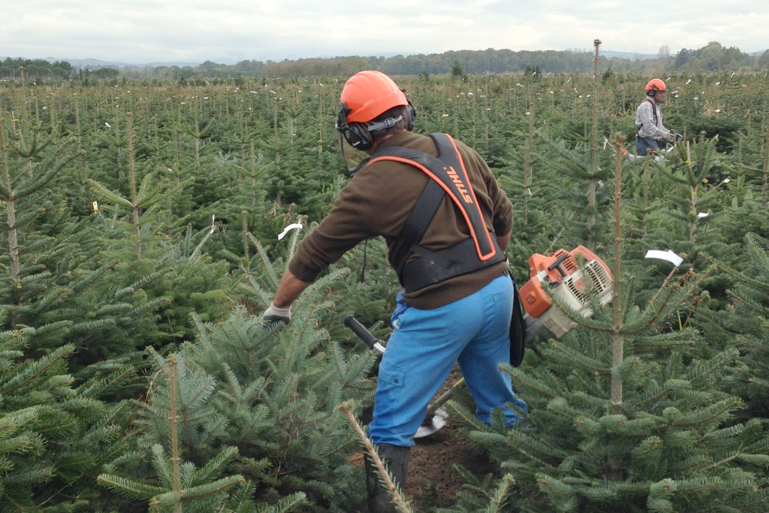 sapins de noël français - pépinière grange - coupe