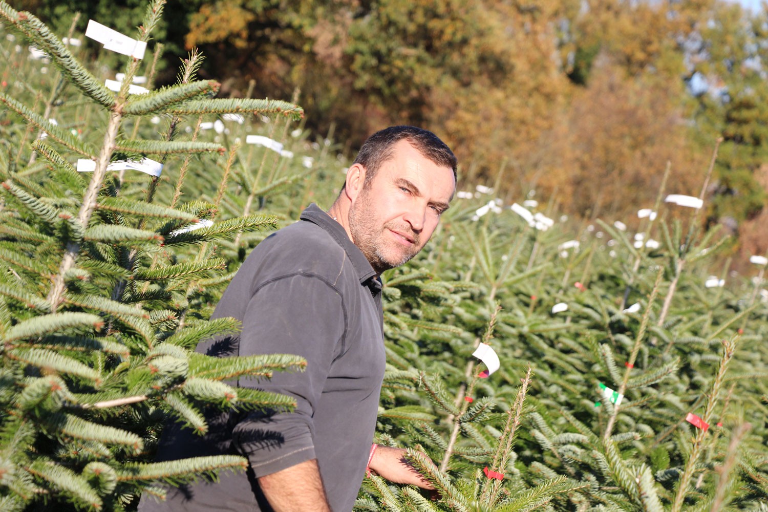 sapins de noël français - pépinière grange - emmanuel grange