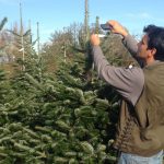 sapins de noël français - pépinière grange - pose des étiquette