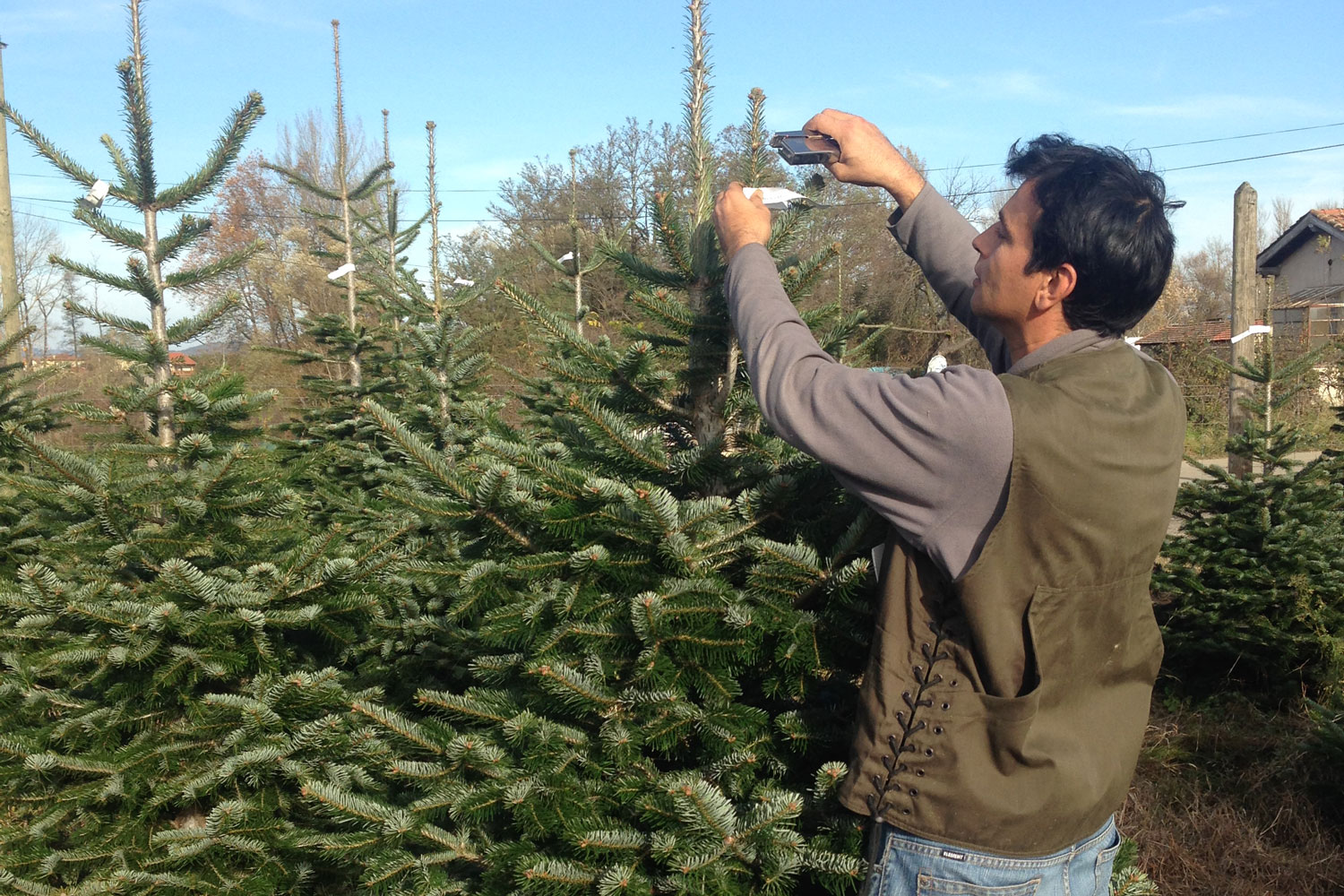 sapins de noël français - pépinière grange - pose des étiquette