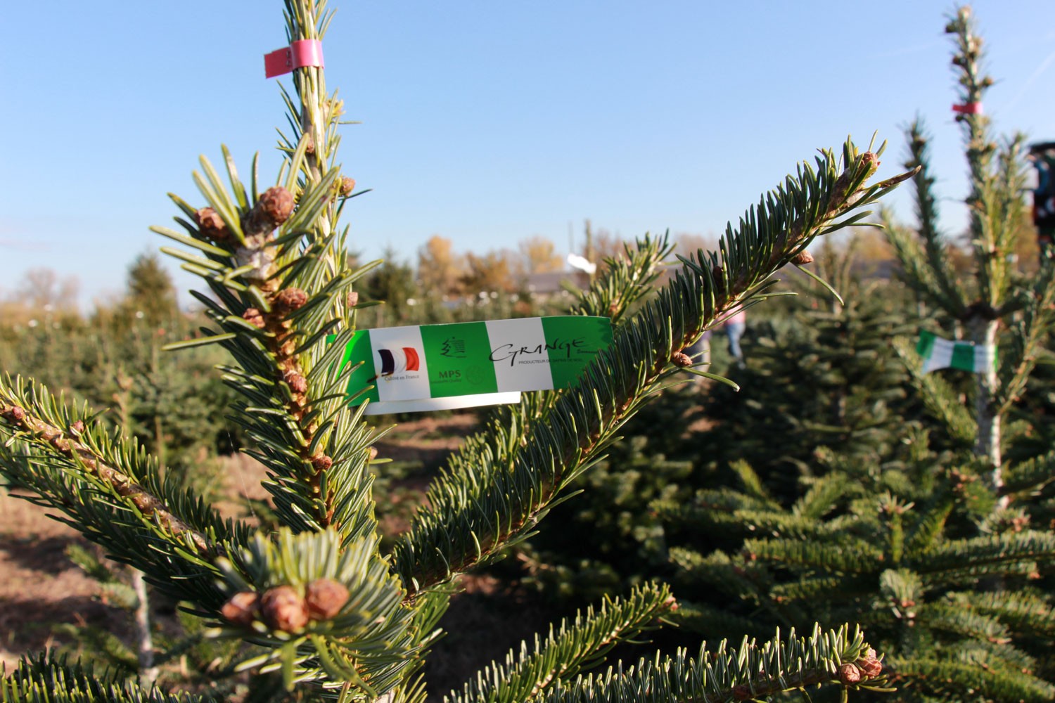 sapins de noël français - pépinière grange - étiquette marquage