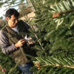 sapins de noël français - pépinière grange - jean louis fougerousse