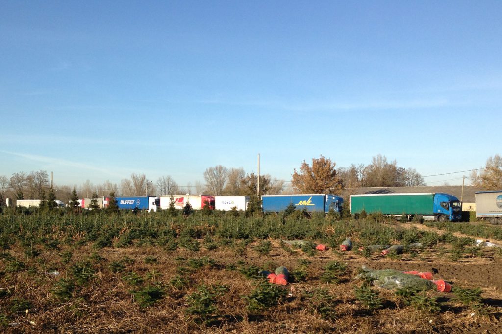 SAPIN DE NOËL : Pépinière GRANGE, Producteur de Sapins de Noël Français