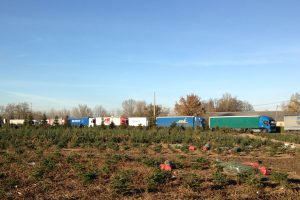 SAPIN DE NOËL : Pépinière GRANGE, Producteur de Sapins de Noël Français