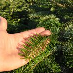 sapins de noël français - pépinière grange - aiguille nordmann taille