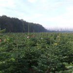 sapins de noël français - pépinière grange - parcelle marquée