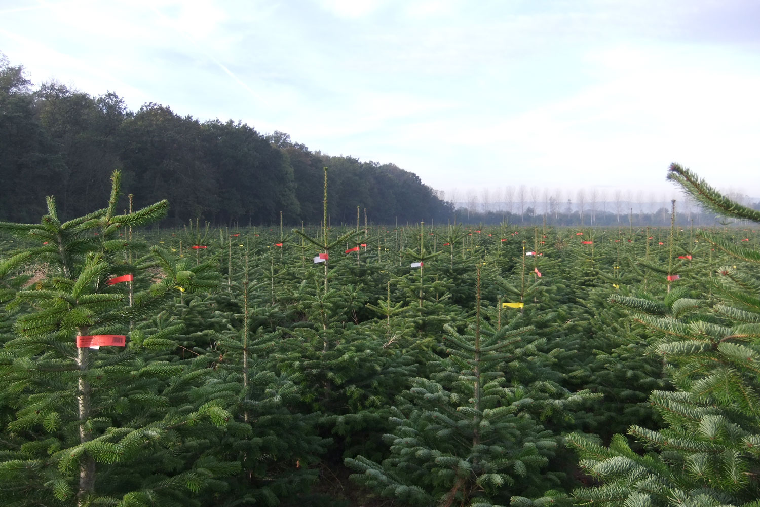 sapins de noël français - pépinière grange - parcelle marquée