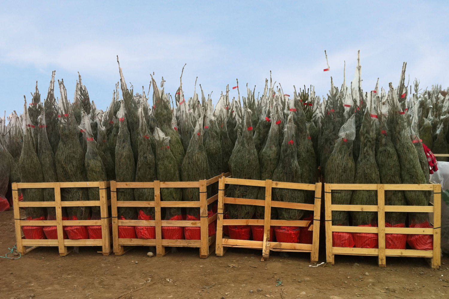 sapins de noël français - pépinière grange - palette danoise