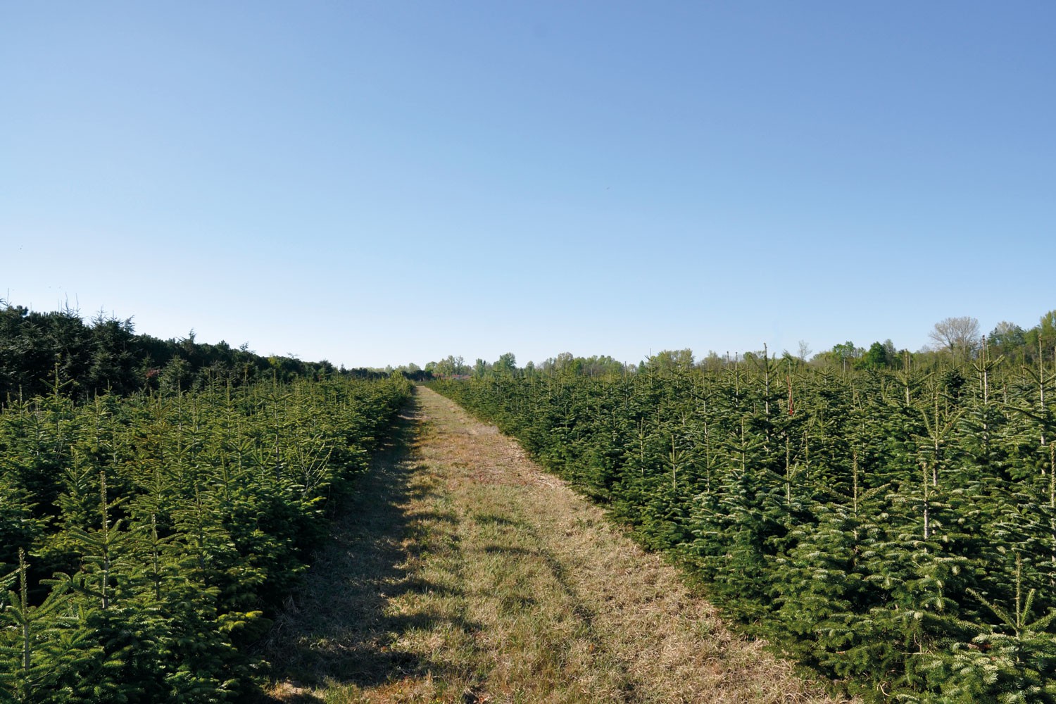 sapins de noël français - pépinière grange - champ parcelle nordmann