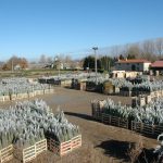 sapins de noël français - pépinière grange - enlèvement livraison