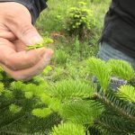 sapins de noël français - pépinière grange - taille des bourgeons