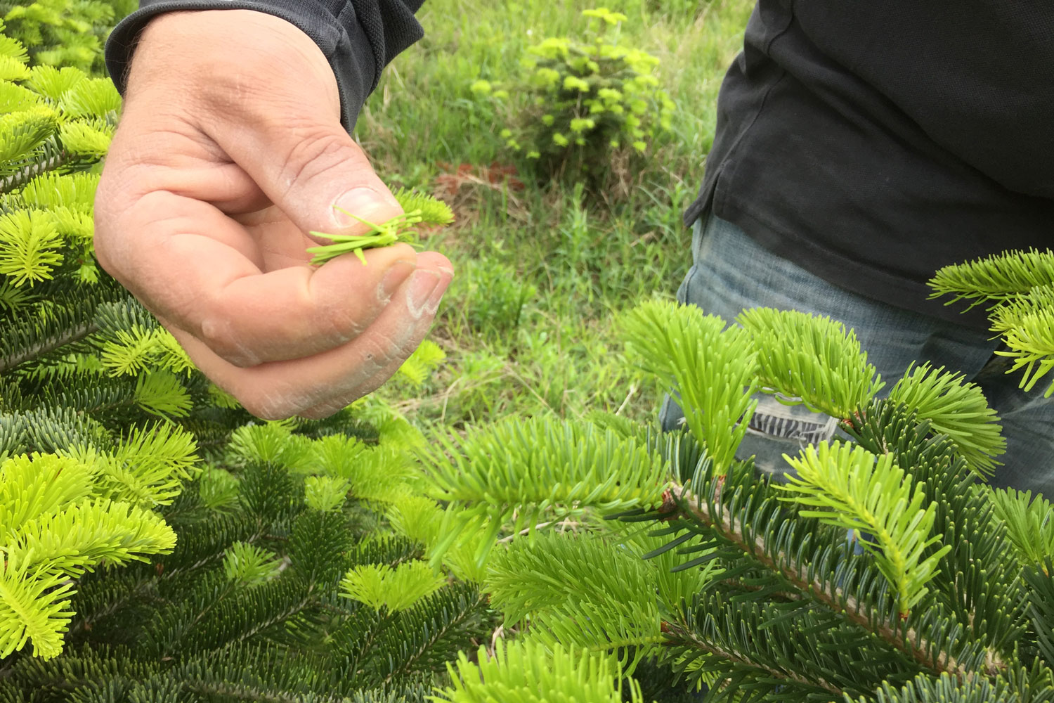 sapins de noël français - pépinière grange - taille des bourgeons