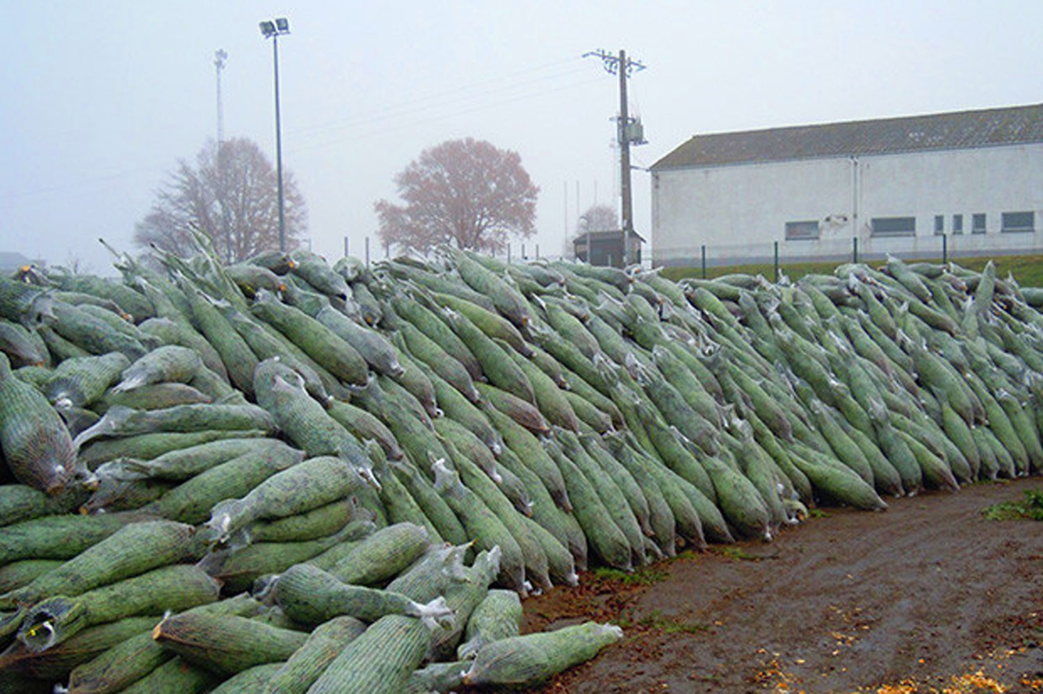 sapins de noël français - pépinière grange - vrac