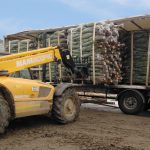 sapins de noël français - pépinière grange - chargement camion