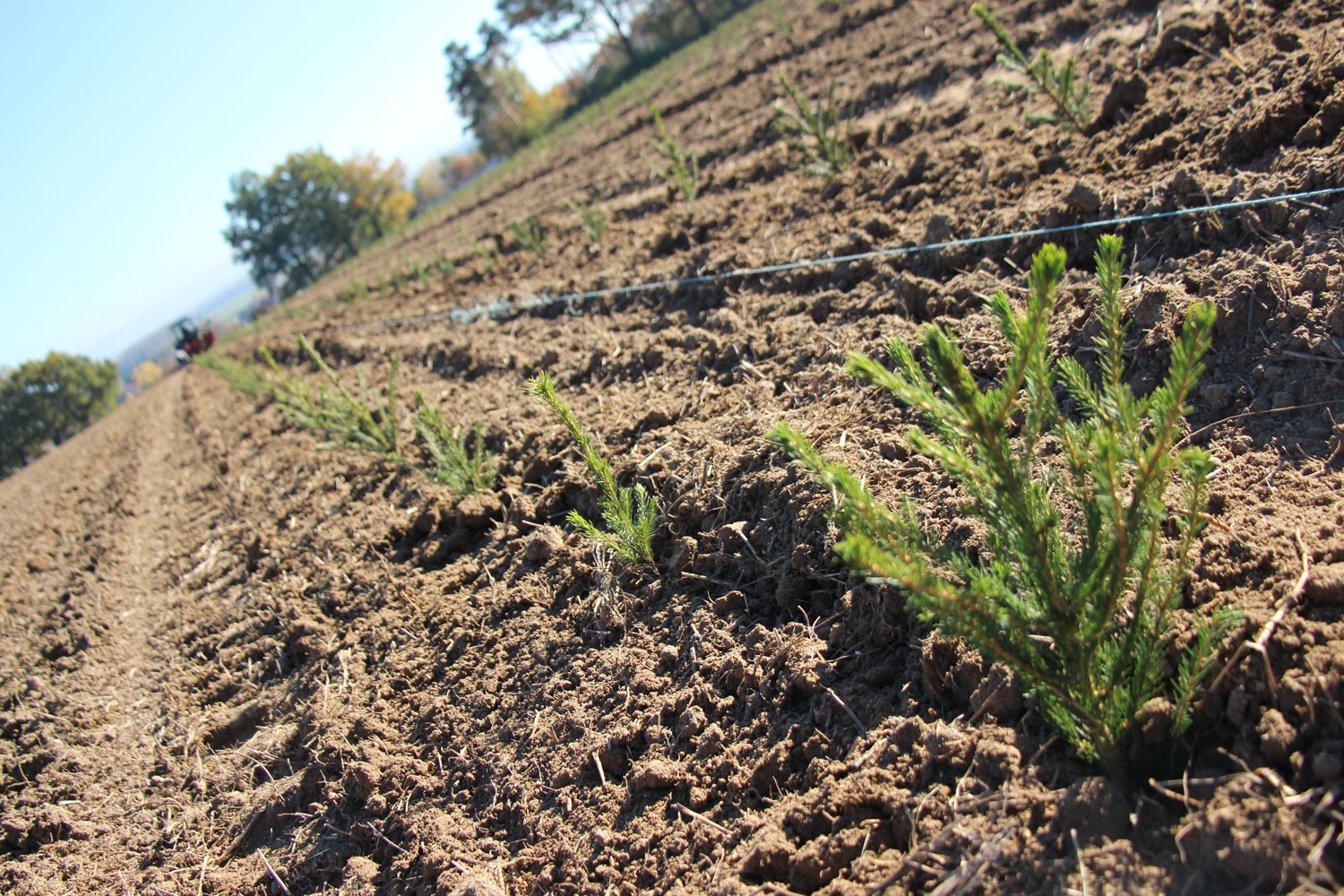 sapins de noël français - pépinière grange - plantation des sapins