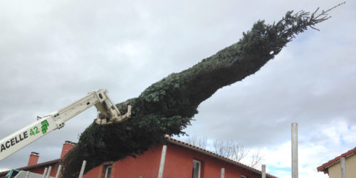 sapins de noël français - pépinière grange - grandes tailles