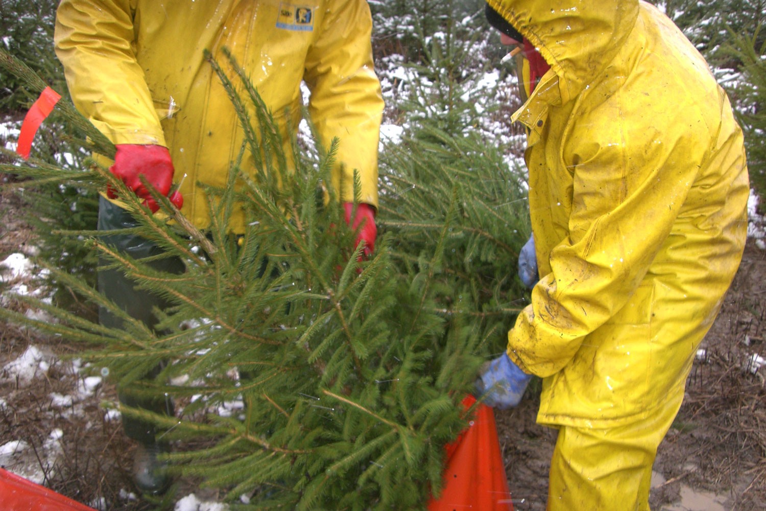 sapins de noël français - pépinière grange - mise en pot avec racines