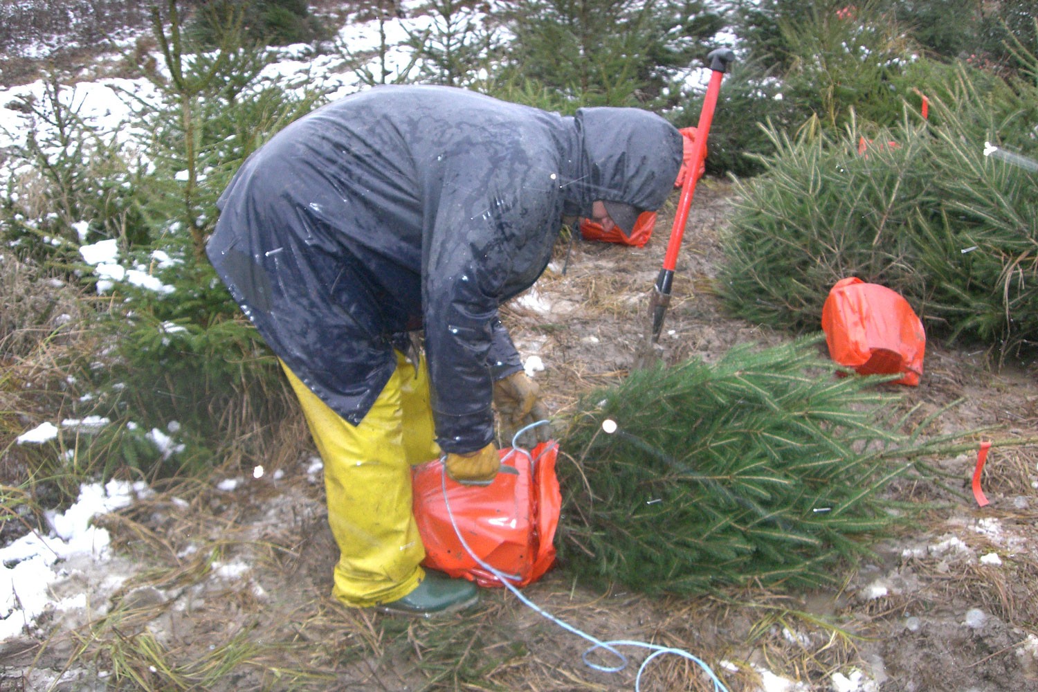 sapins de noël français - pépinière grange - mise en pot