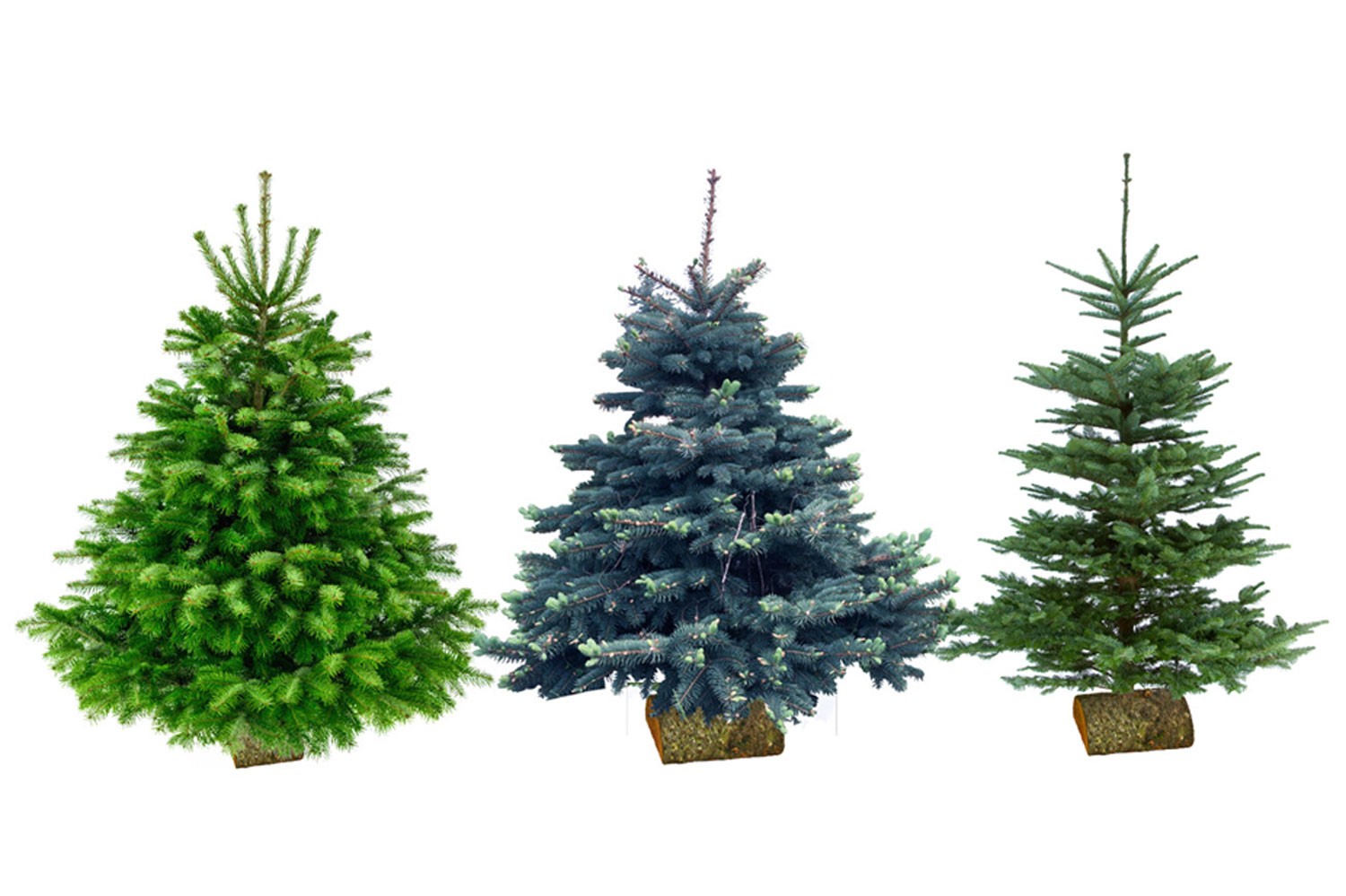 sapins de noël français - pépinière grange - variétés