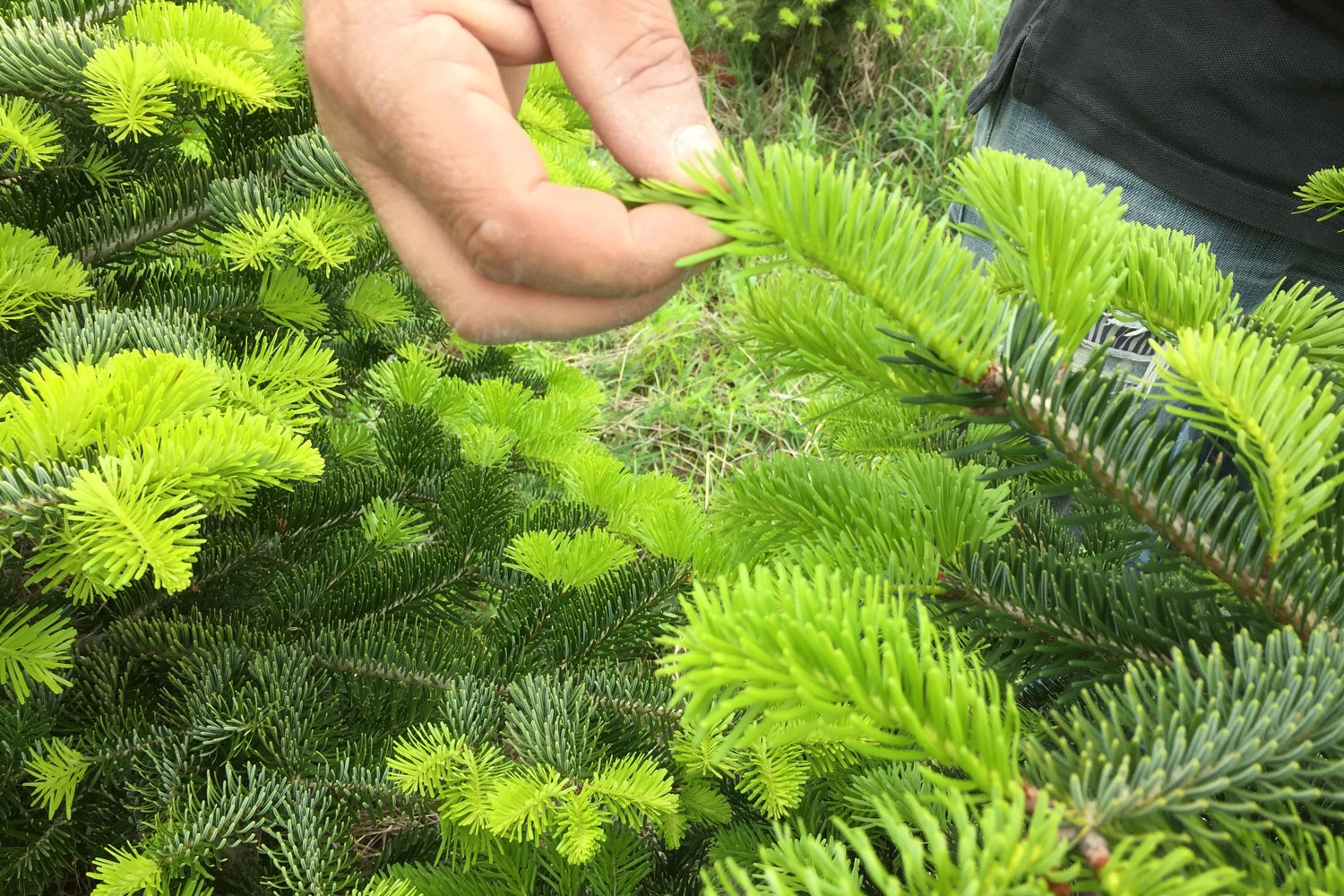 sapins de noël français - pépinière grange - taille des sapins